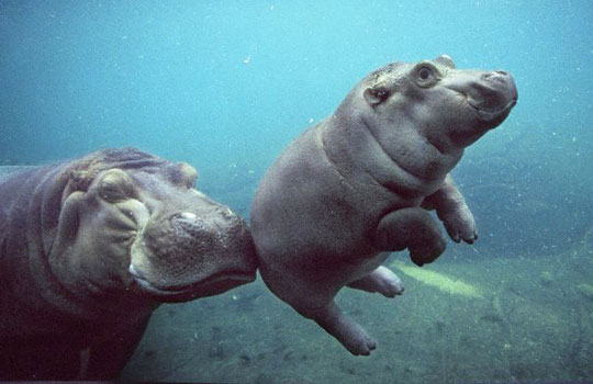 funny-hippo-baby-mother-swimming